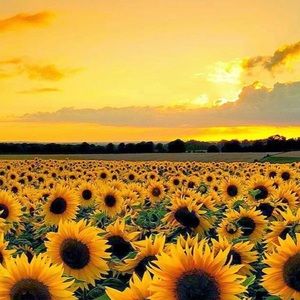 Meet your Posher, Rylee